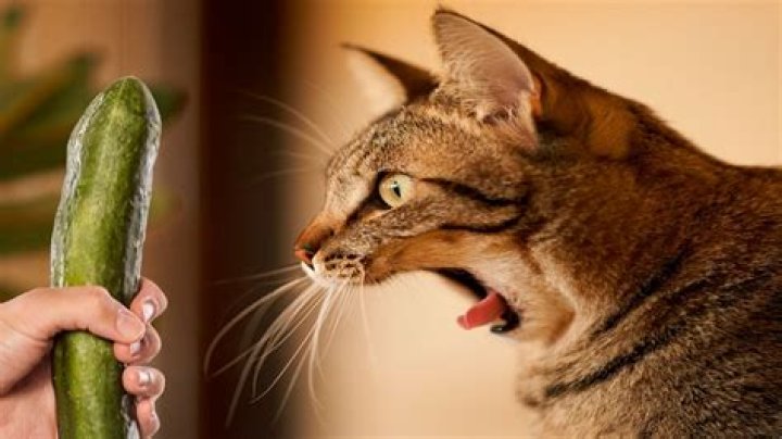 Are cats scared of cucumbers and pickles?