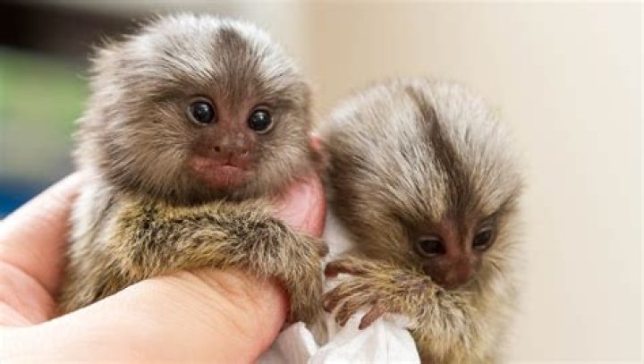Are finger monkeys smart?