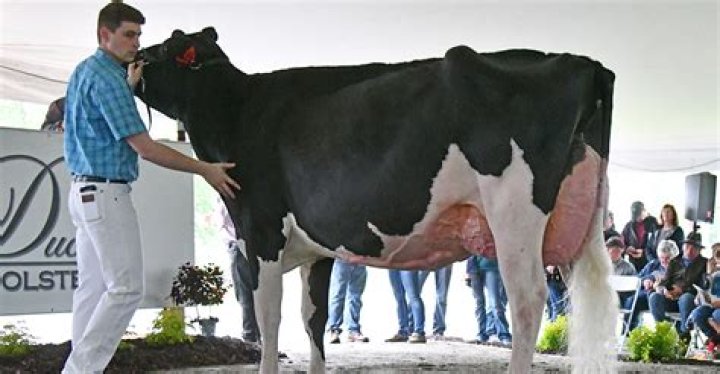 Are Holstein bulls aggressive?