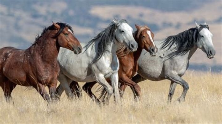Are horses indigenous to Africa?