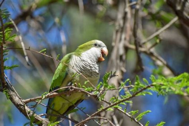 Are quaker parrots easy to tame?