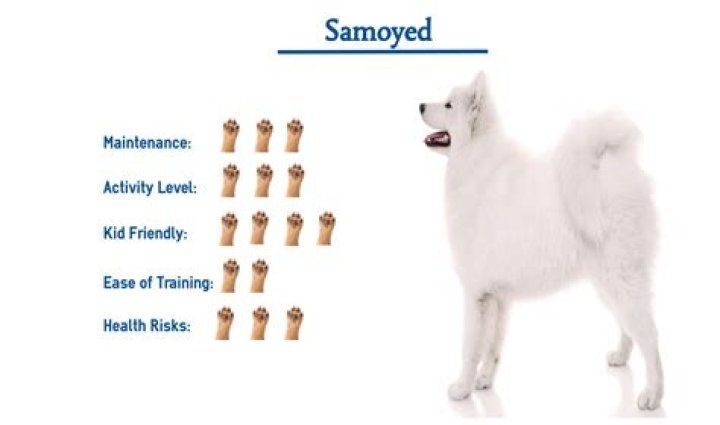 Are Samoyed dogs smart?