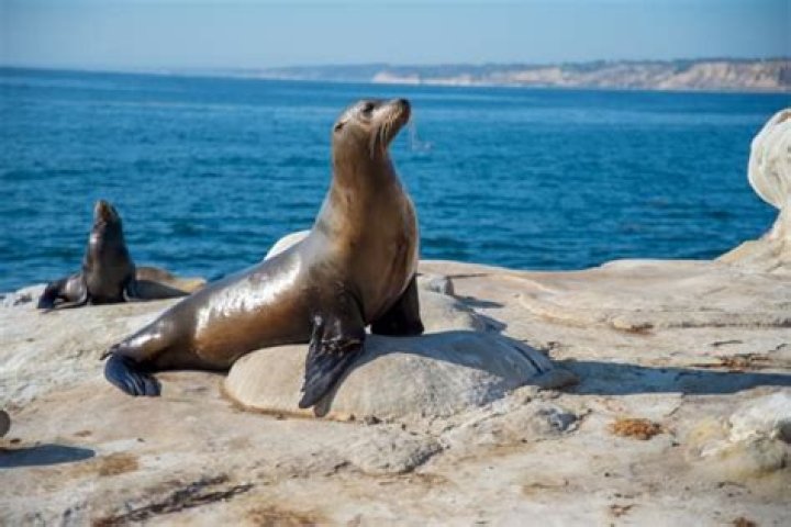 Are sea lions intelligent? | ContextResponse.com
