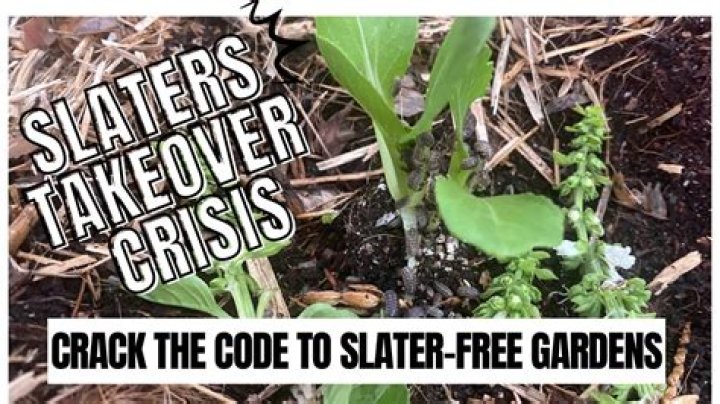 Are Slaters bad for the garden?