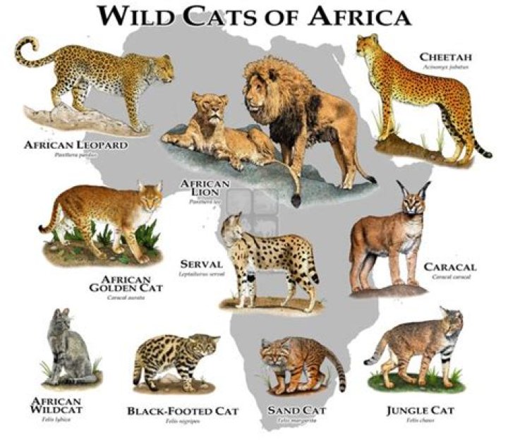 Are there any big cats in Madagascar?