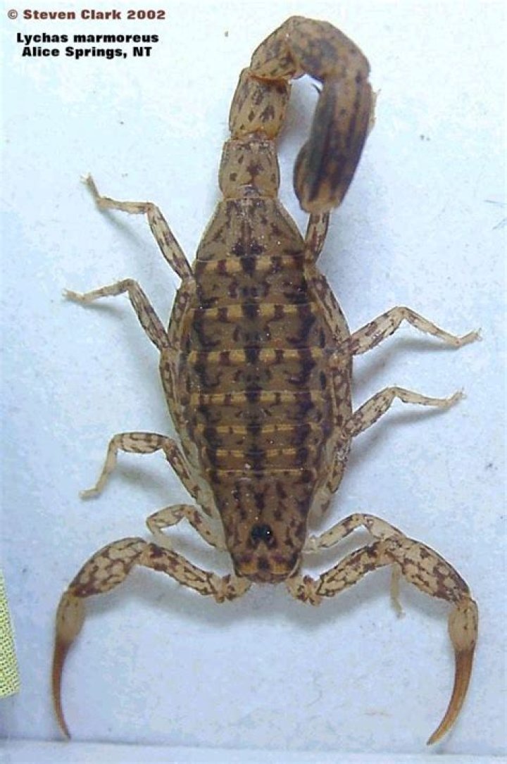 Are there any scorpions in Wisconsin?