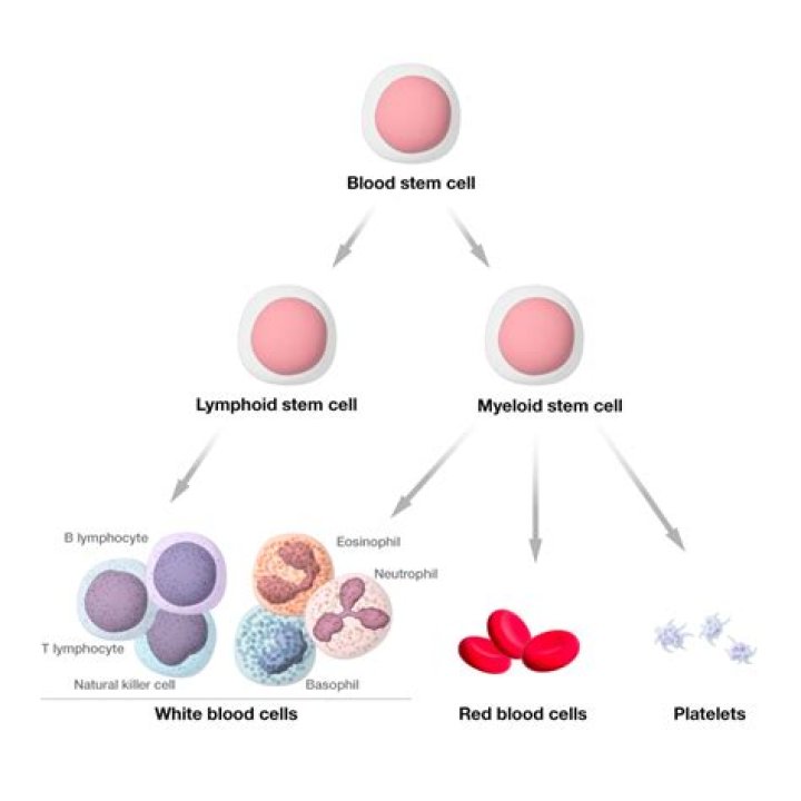 Are there chromosomes in blood cells?