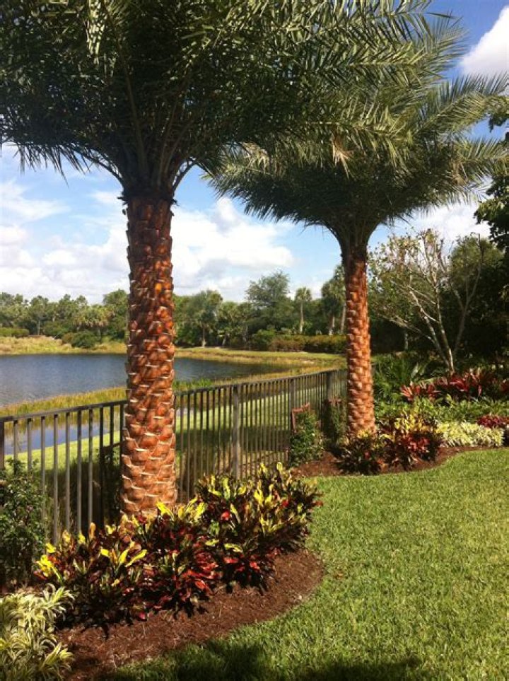 Are there date palms in Florida?