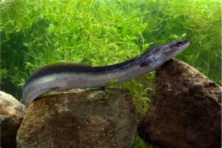 Are there freshwater eels?