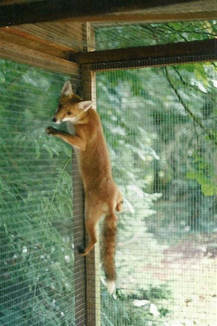 Can a fox climb a fence?