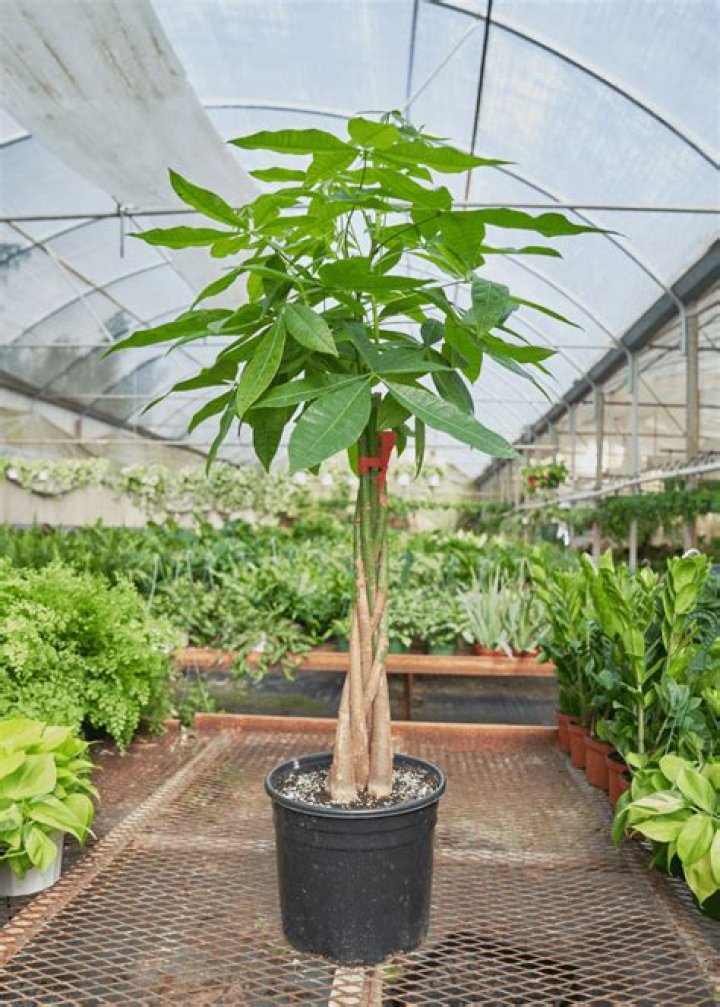 Can a money tree plant live outside?