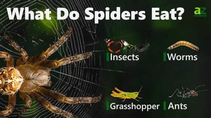 Can a rat eat a spider?