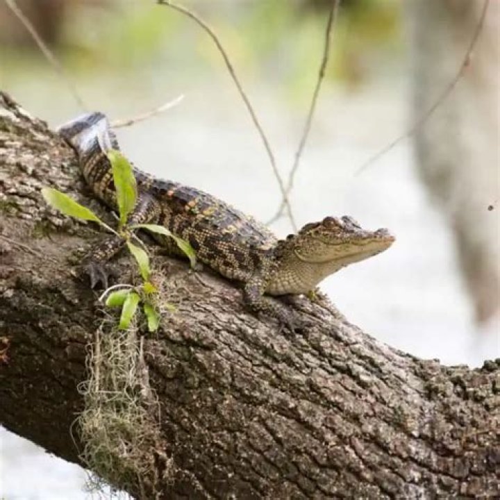 Can an alligator climb? | ContextResponse.com