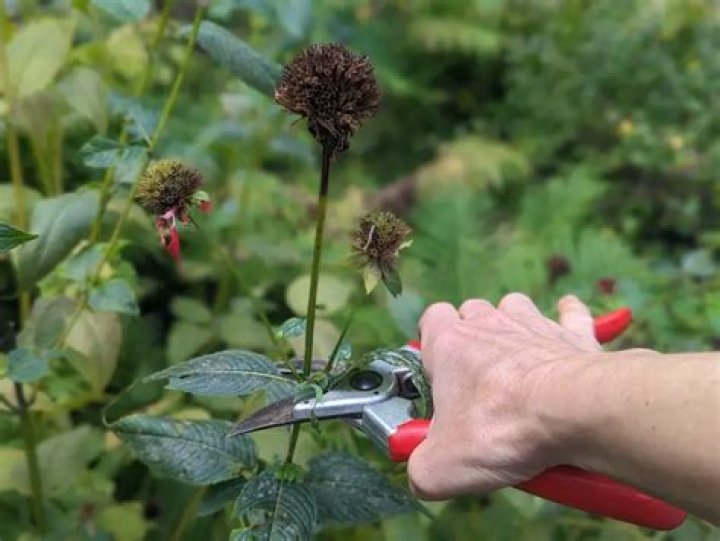 Can bee balm be cut back?