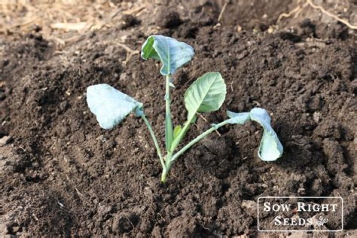 Can cabbage trees be transplanted?
