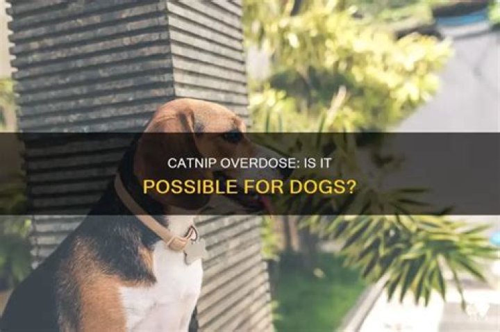 Can dogs overdose on catnip?