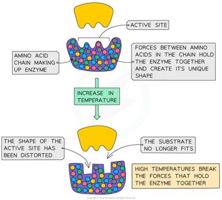 Can enzymes be reused and why?