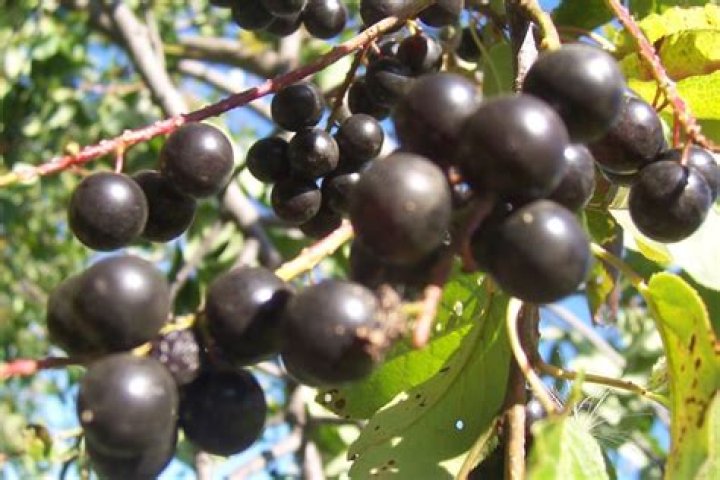 Can humans eat Chokeberries? | ContextResponse.com