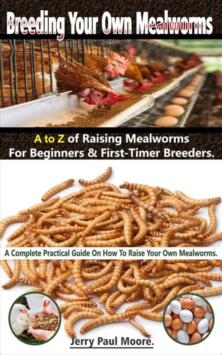 Can I raise my own mealworms?