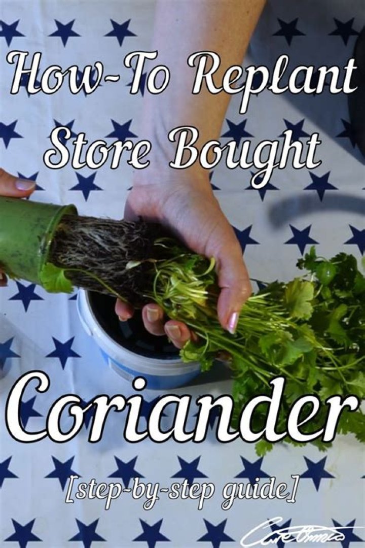 Can I replant coriander roots?