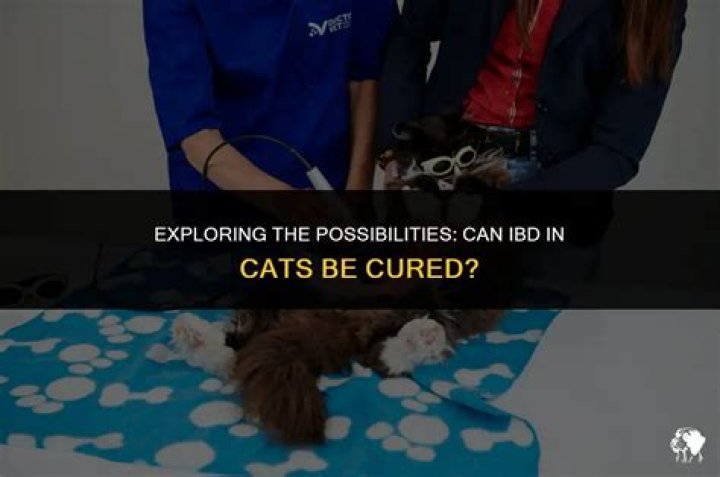 Can IBD in cats be cured?