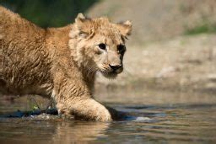 Can Lions and tigers swim?