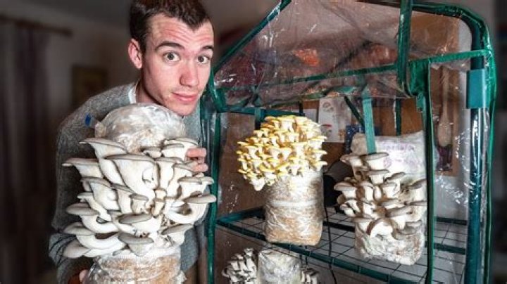 Can mushrooms grow in your lungs?