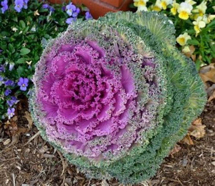 Can ornamental kale be grown indoors?