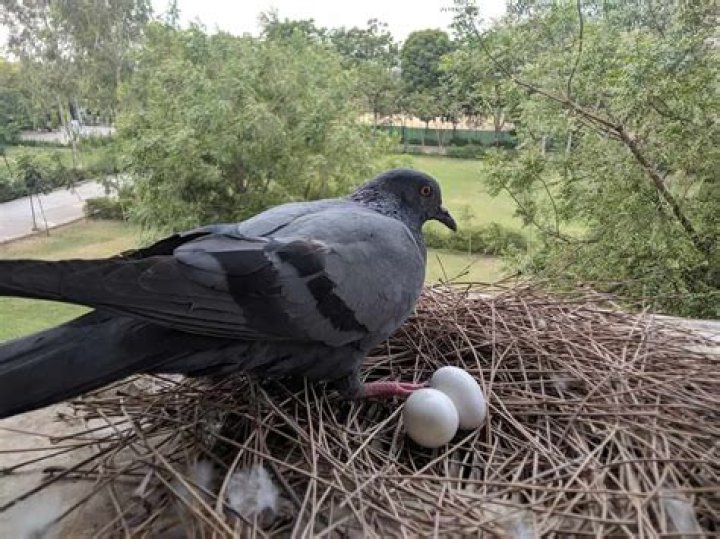 Can pigeons carry their eggs?