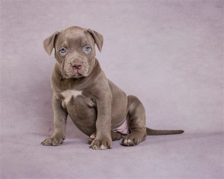 Can pitbulls climb walls? | ContextResponse.com