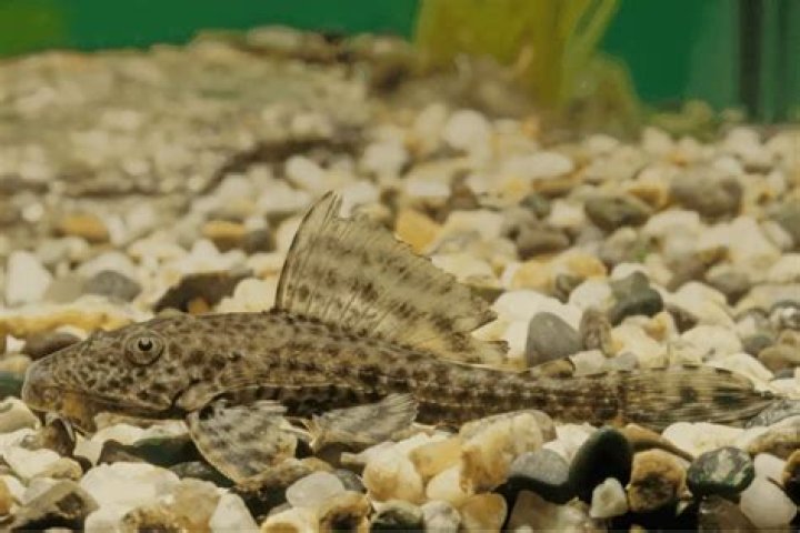 Can Pleco survive in cold water?