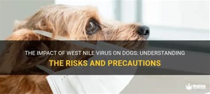 Can West Nile virus affect dogs?