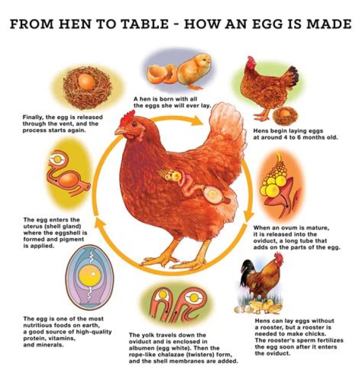 Can you eat chickens first lay eggs?