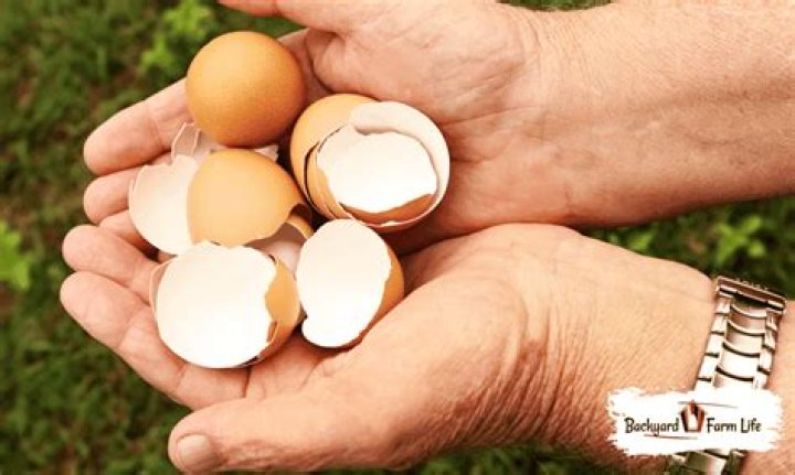 Can you give chickens too much calcium?