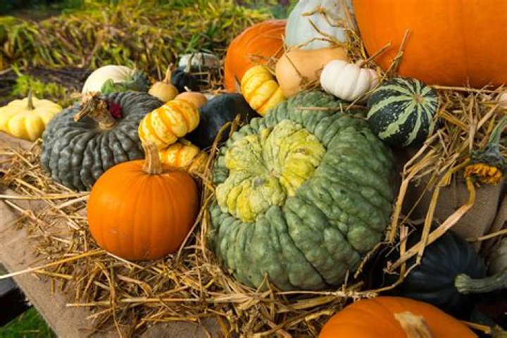 Can you grow pumpkins in the UK?