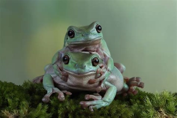 Can you hold tree frogs?