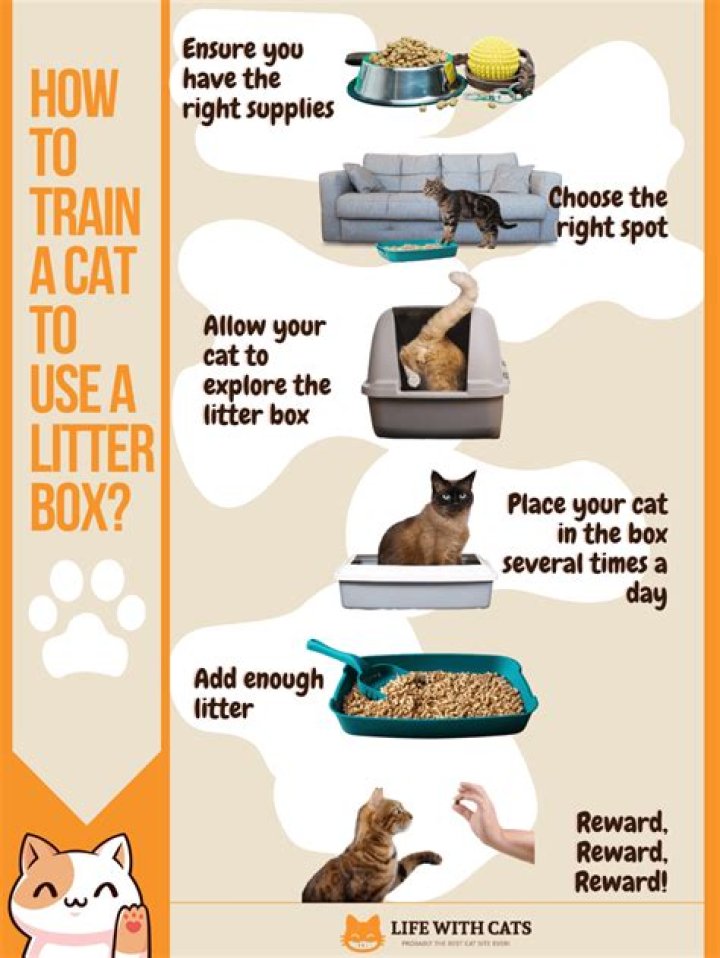 Can you litter box train an older cat?