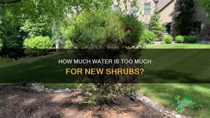 Can you over water newly planted shrubs?