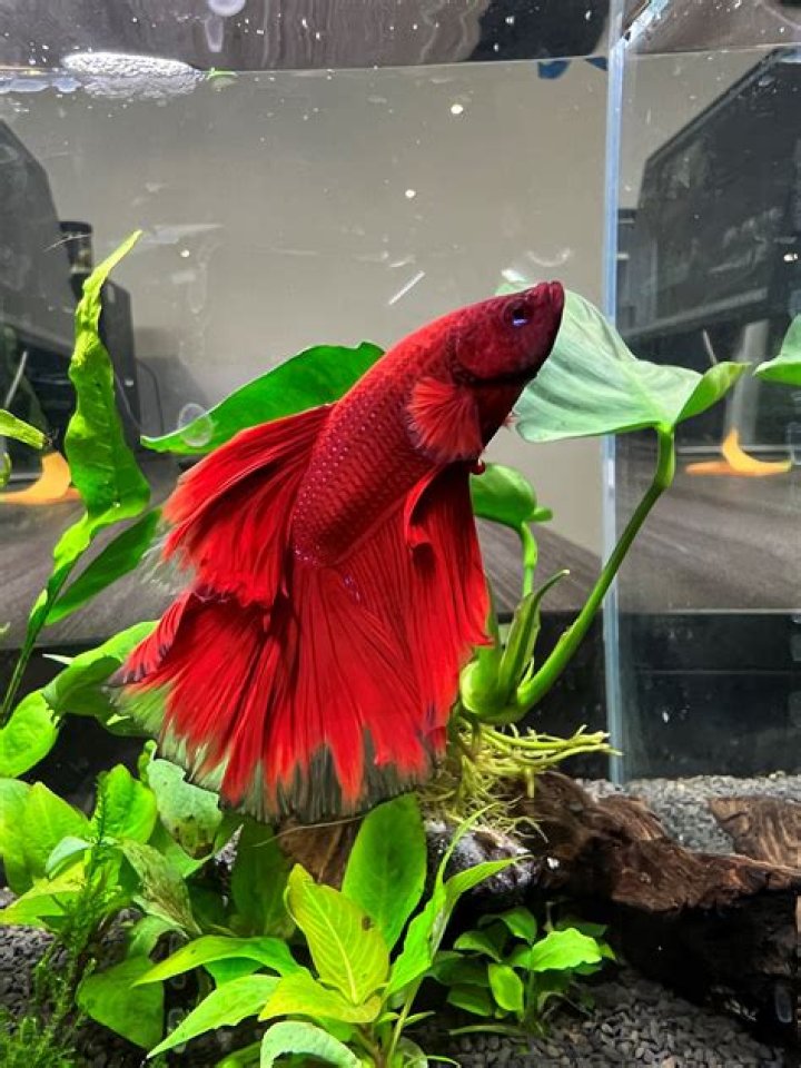 Can you put a betta fish in tap water?