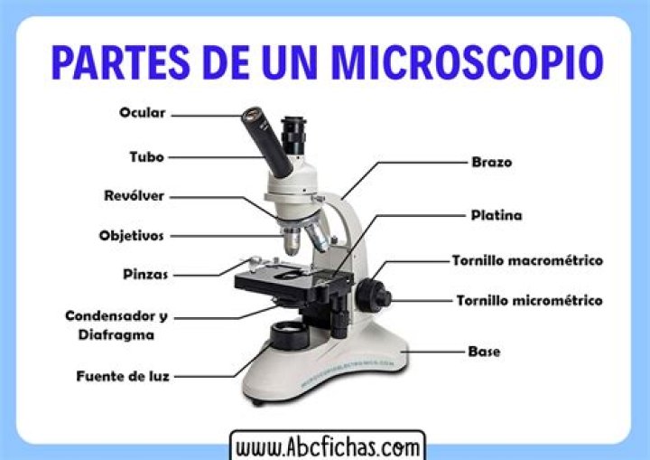 ¿Cuáles son las partes de un microscopio?