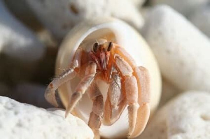 Do Blue Crabs hurt when they pinch?