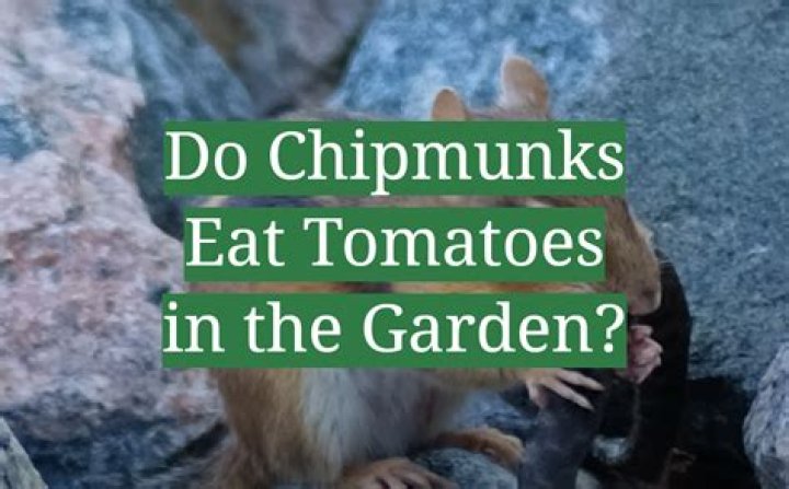 Do chipmunks eat tomatoes on the vine?
