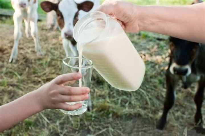 Do cows produce protein?