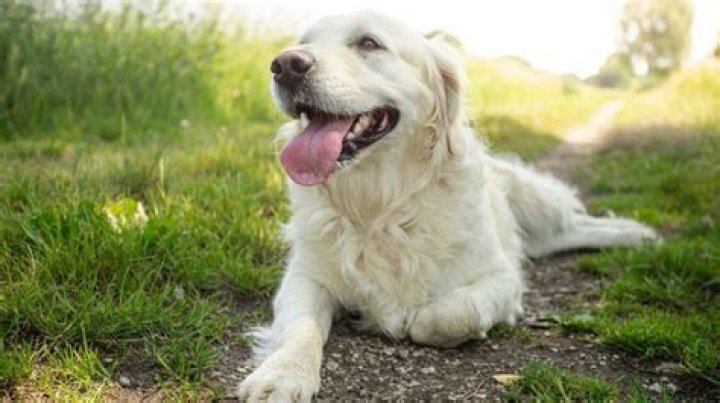 Do dogs sweat?