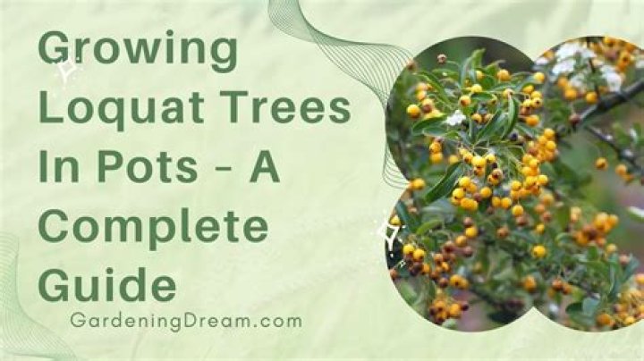Do loquats grow in Texas?