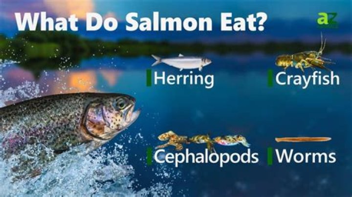 Do salmon eat on their way to spawn?