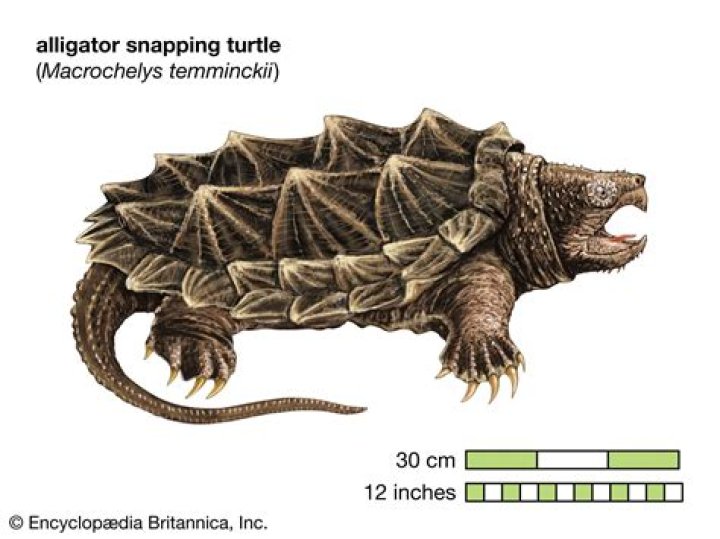Do snapping turtles have teeth?