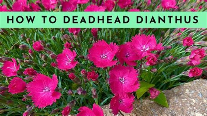 Do you deadhead dianthus? | ContextResponse.com