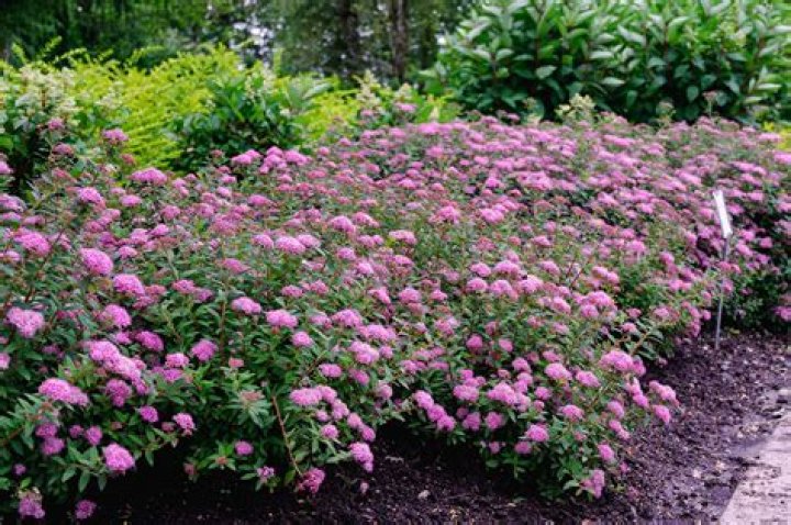Does spirea bloom all summer?