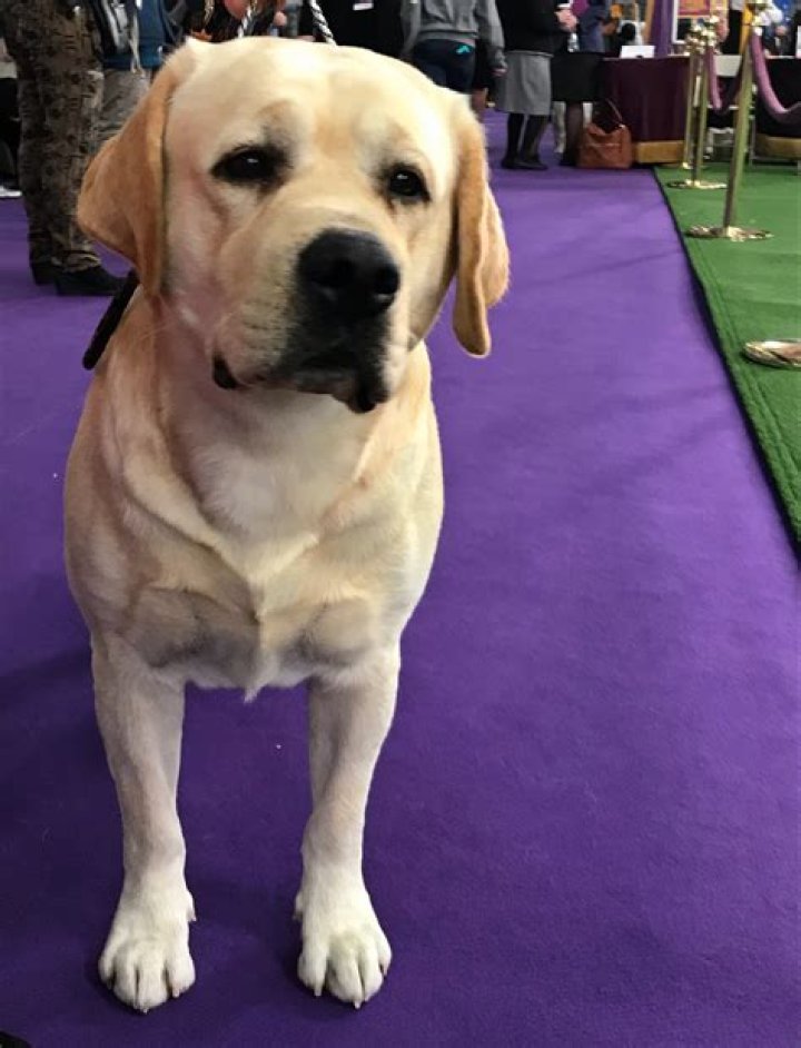 Has a Labrador ever won the Westminster Dog Show?